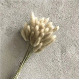 Dried Bunny Tail, Floral Décor Delmar Décor