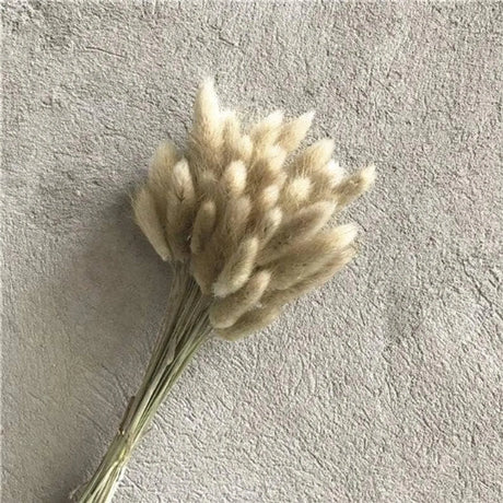 Dried Bunny Tail, Floral Décor Delmar Décor