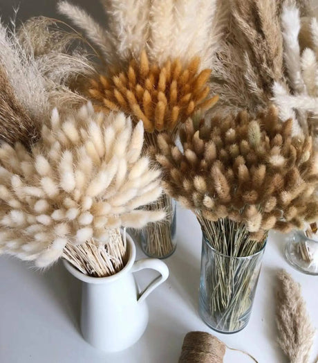 Dried Bunny Tail, Floral Décor Delmar Décor